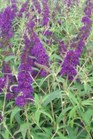 /Images/johnsonnursery/Products/Woodies/Buddleia_Black_Knight.jpg