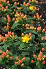 /Images/johnsonnursery/Products/Woodies/Hypericum_Pumpkin_-_1st_Editions.jpg