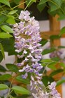 /Images/johnsonnursery/Products/Woodies/Wisteria_Summer_Cascade_-_1st_Editions.jpg