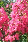 /images/johnsonnursery/Products/pics/1419-1.jpg