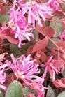 /images/johnsonnursery/Products/pics/1464-1.jpg