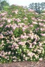 /images/johnsonnursery/Products/pics/1616-1.jpg