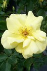 /images/johnsonnursery/Products/pics/1906-1.jpg