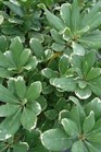/images/johnsonnursery/Products/pics/1948-1.jpg