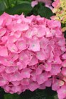 /images/johnsonnursery/Products/pics/2272-1.jpg