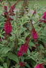 /images/johnsonnursery/Products/pics/695-1.jpg