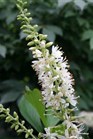/images/johnsonnursery/Products/pics/697-1.jpg