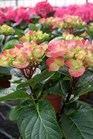 /images/johnsonnursery/Products/pics/893-1.jpg