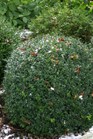 /images/johnsonnursery/Products/pics/917-1.jpg