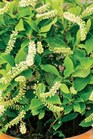 /images/johnsonnursery/Products/pics/925-1.jpg