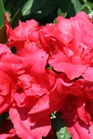 /images/johnsonnursery/Products/pics/968-1.jpg