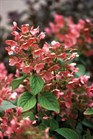 /images/johnsonnursery/Products/pics/975-1.jpg