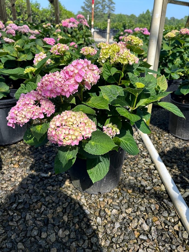 Image of Sunshine Cascade Hydrangea plant for sale