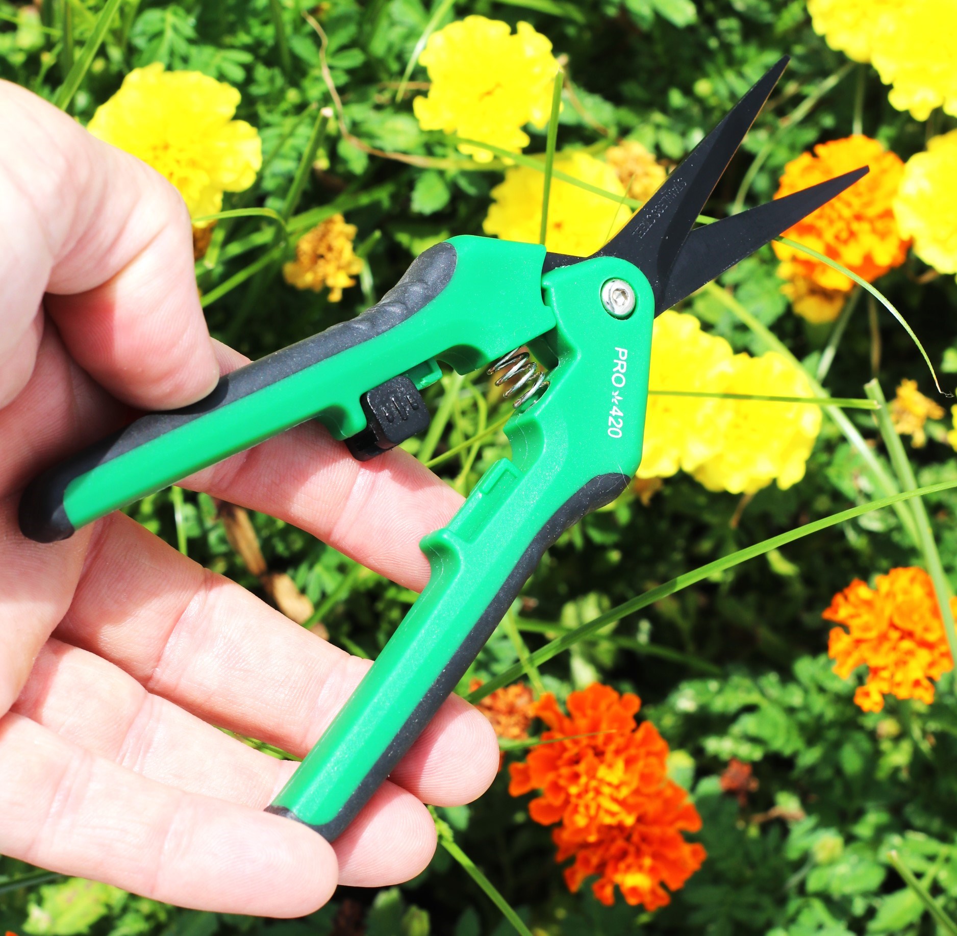 PRO 420 Scissors-Case of 12 Spring Loaded Professional Trimming Scissors for Cannabis - Marijuana Trim Scissors