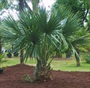 sabal palm